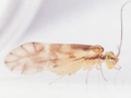 Chilenocaecilius ornatipennis